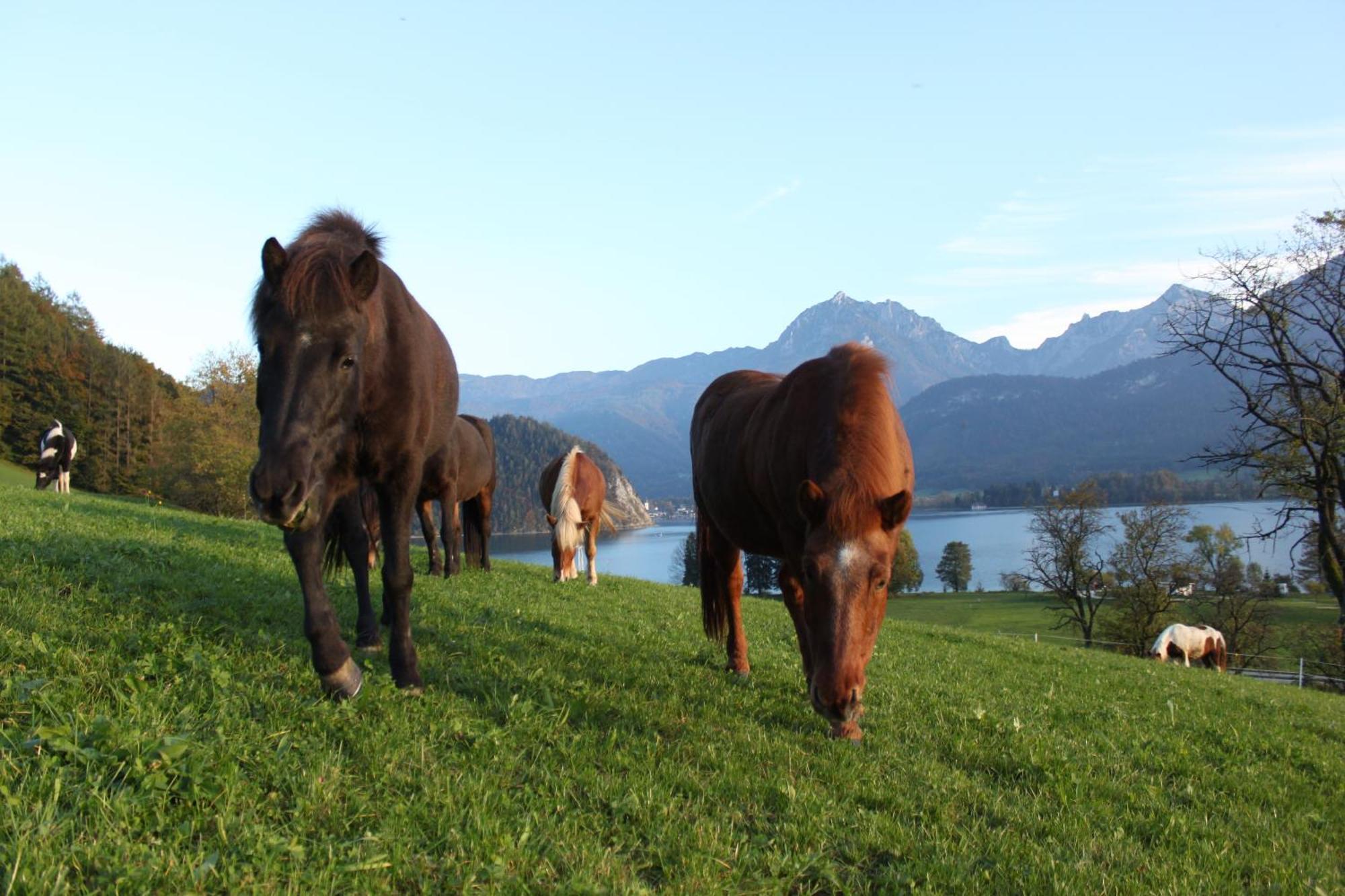 Reiterhof Suassbauer Villa Sankt Wolfgang im Salzkammergut Luaran gambar